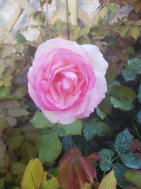 Close-up of pink rose