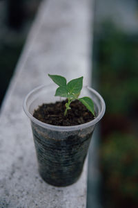 A small green baby plant