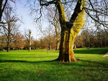 Trees growing on golf course against sky