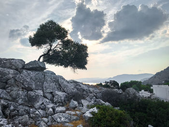 Tree by rocks against sky