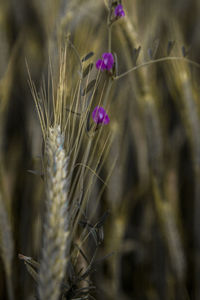 Close-up of stalks in wheat field