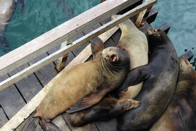 High angle view of sea lion by lake