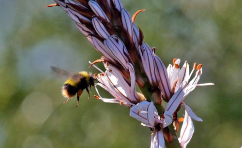 Bumblebee flying by flowers