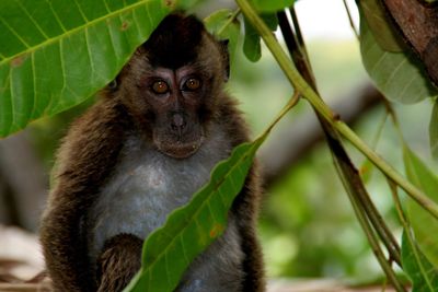 Portrait of a monkey