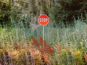 Information sign on road by trees