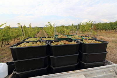 Potted plants on field against sky