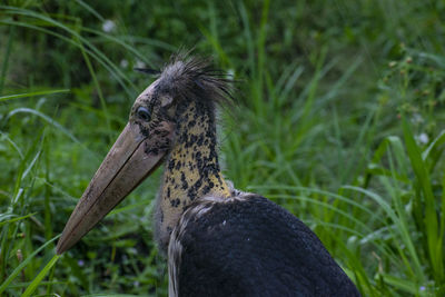 Close-up of a bird on field