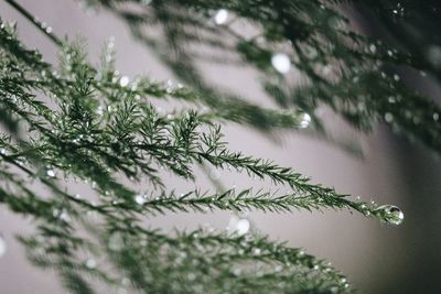 Water drops on tree