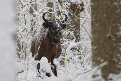 View of deer on snow covered field