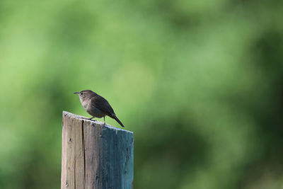 Bird perching on wooden post