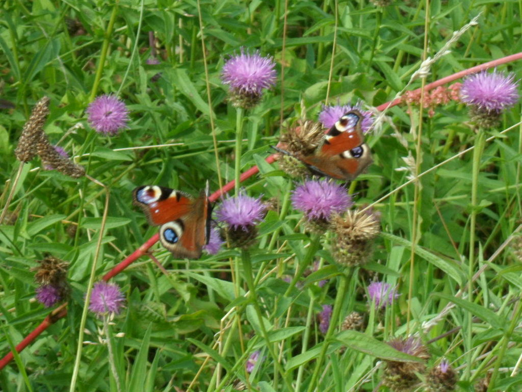 Two earopean peacock butterflys.
