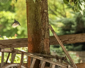 View of birds flying against trees