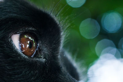 Close-up portrait of black cat