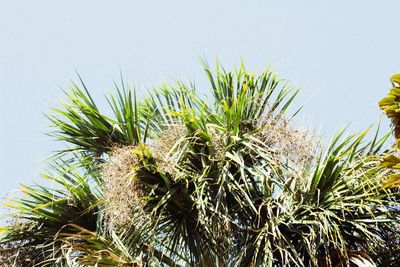 Close-up of plants against clear sky