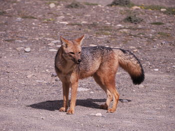 Side view of fox