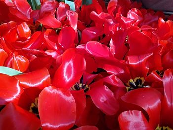 Full frame shot of red flowering plants