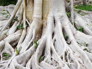 Full frame shot of tree roots