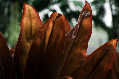 Close-up of day lily plant against sky