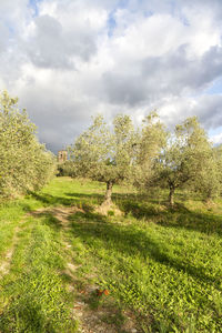 Trees on field against sky