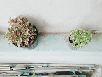 High angle view of potted plants