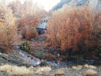 Scenic view of forest during autumn