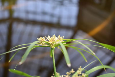 Close-up of white flowering plant