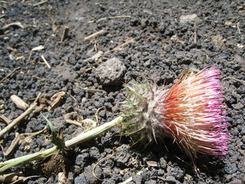 Close-up of caterpillar