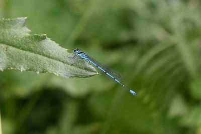 Close-up of damselfly on leaf