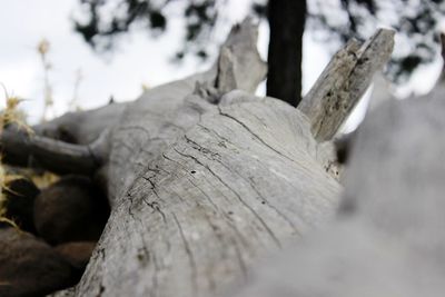 Close-up of wood on tree trunk during winter