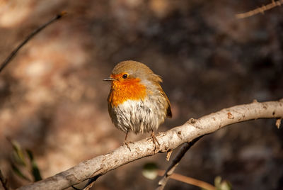 Close-up of bird perching on branch