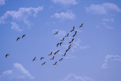 Low angle view of birds flying in sky