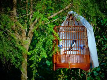 View of bird in cage