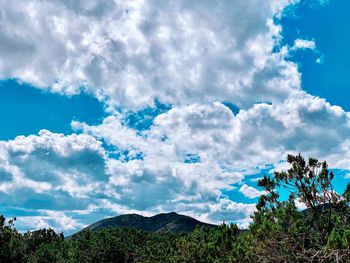 Low angle view of trees against sky