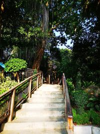 Footpath amidst trees in forest