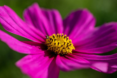 Close-up of pink cosmos flower