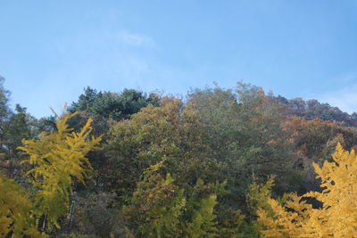 Trees in forest against sky during autumn