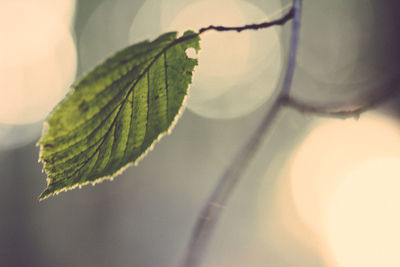 Close-up of leaves