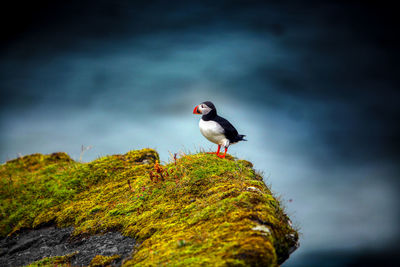 Close-up of bird perching on moss