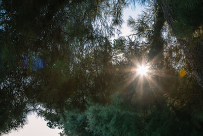 Low angle view of sunlight streaming through trees in forest