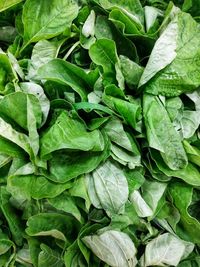 Full frame shot of spinach leaves