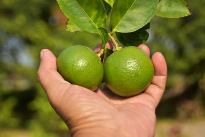 Close-up of hand holding fruit