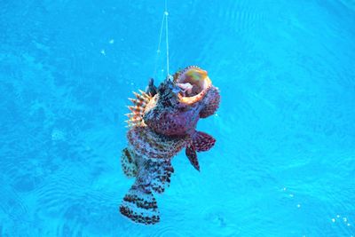 Close-up of turtle swimming in sea