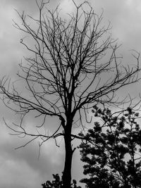 Low angle view of silhouette bare tree against sky