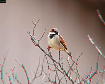 Close-up of bird perching on twig