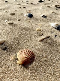 High angle view of shell on sand