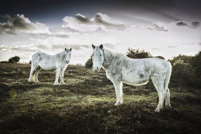 Horses standing on countryside landscape