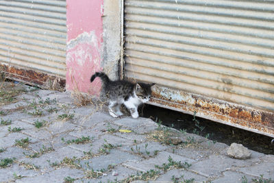 Kitten standing on footpath by corrugated iron