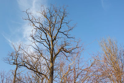 Low angle view of bare tree against blue sky