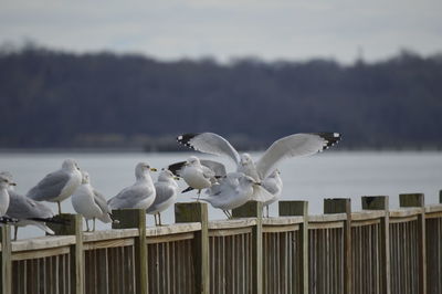 Close-up of birds perching on railing against sky