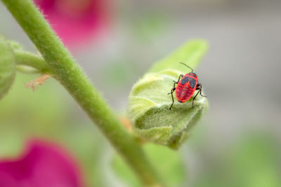 Close-up of insect on leaf